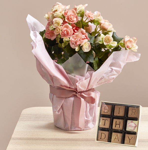 Happy Birthday Begonia and Chocolate Gift Set