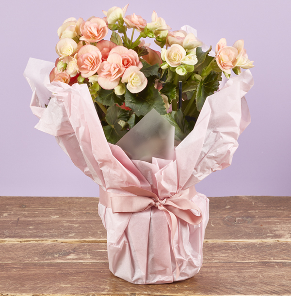 Gift Wrapped Pink Begonia