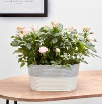 Tap to view Pink Rose Planter