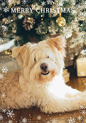 Full Photo Snowflake Border Christmas Card