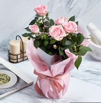 Tap to view Gift Wrapped  Pink Rose